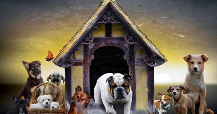 5 sitios web que no pueden faltar en tu lista si eres amante de los perros